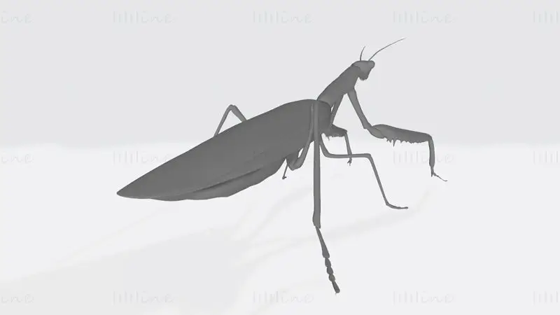 Praying Mantis Animal 3D Print Model