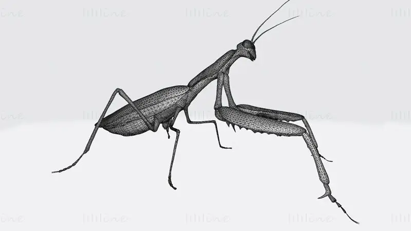 Praying Mantis Animal 3D Print Model