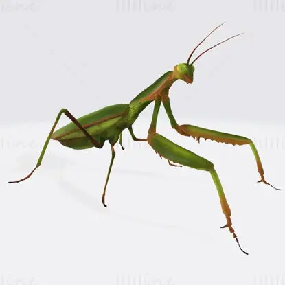 Praying Mantis Animal 3D Print Model