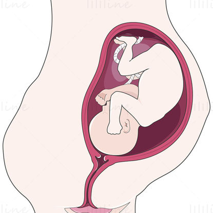 Pregnancy vector