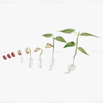 Process Of Seed Germination 3D Model