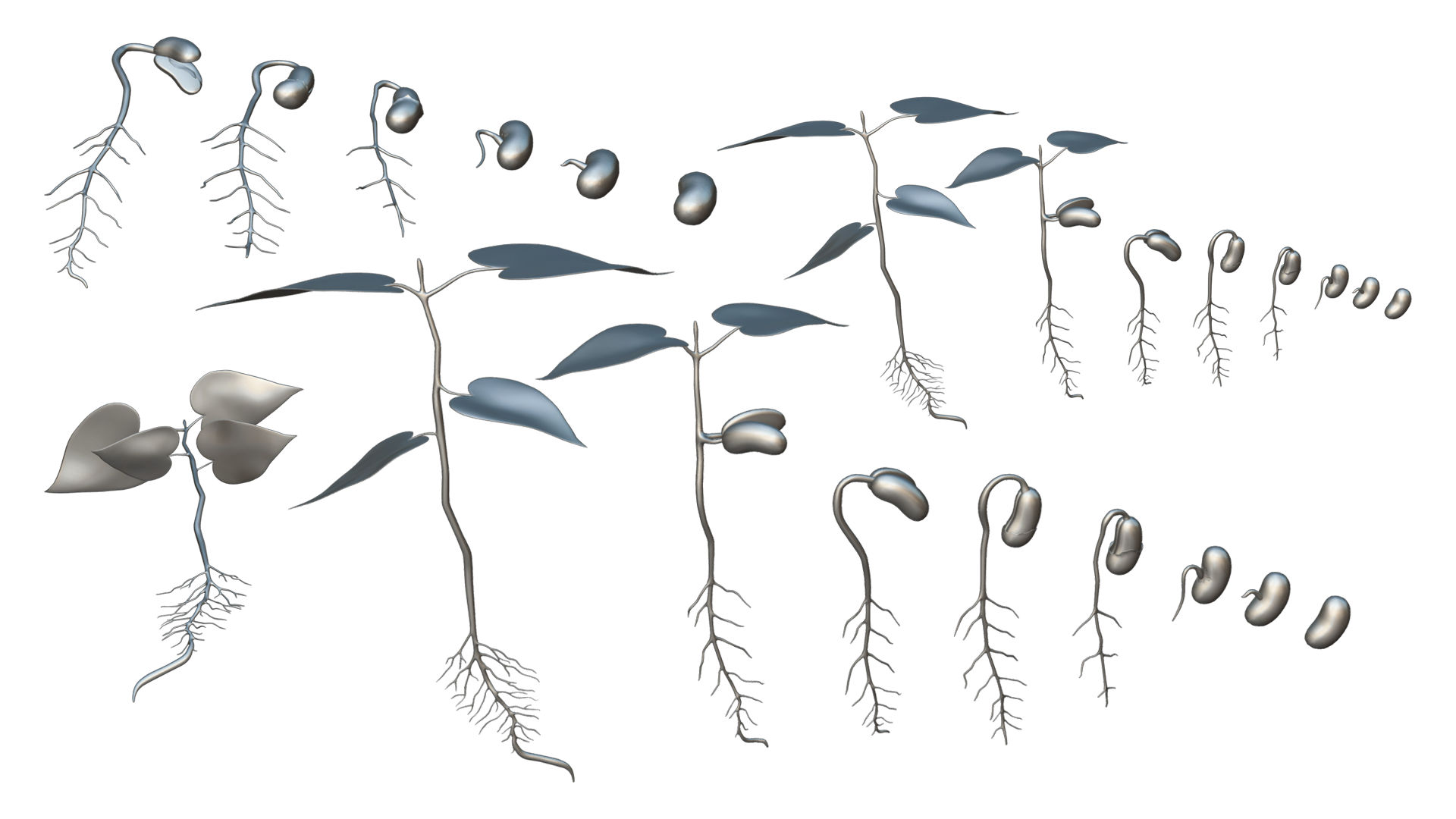 process-of-seed-germination-3d-model