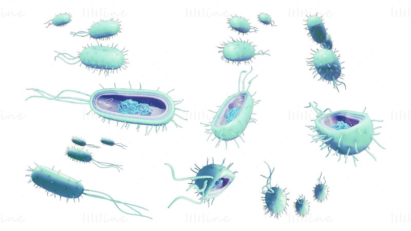 Modello 3D di anatomia cellulare dei batteri procarioti