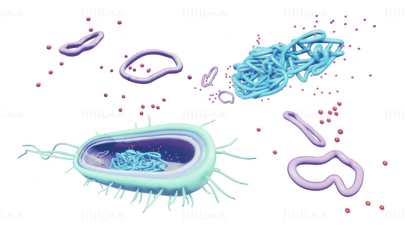 Modelo 3D de anatomía celular de bacterias procarióticas