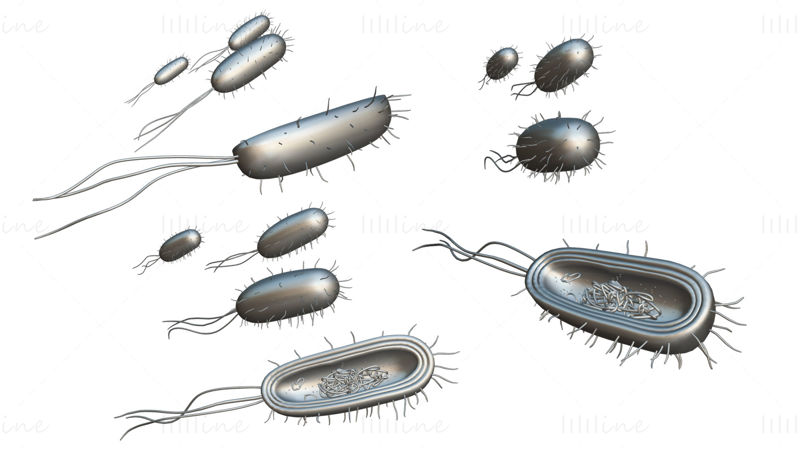 Анатомија ћелије прокариотске бактерије 3Д модел