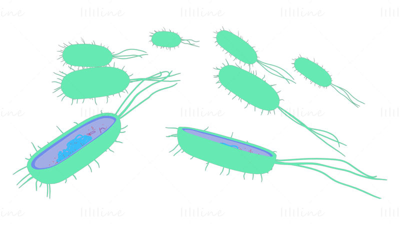 3D-Modell der Zellanatomie prokaryotischer Bakterien