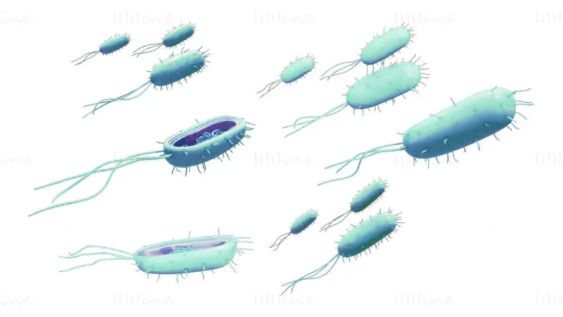 Prokaryotic bacteria cell medical illustration