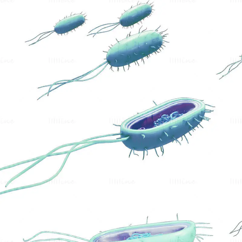 Prokaryotic bacteria cell medical illustration