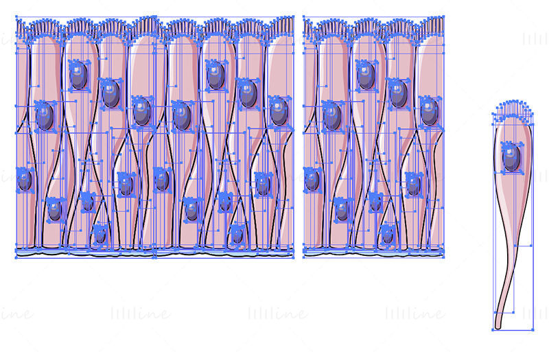 Pseudostratified columnar epithelium vector scientific illustration