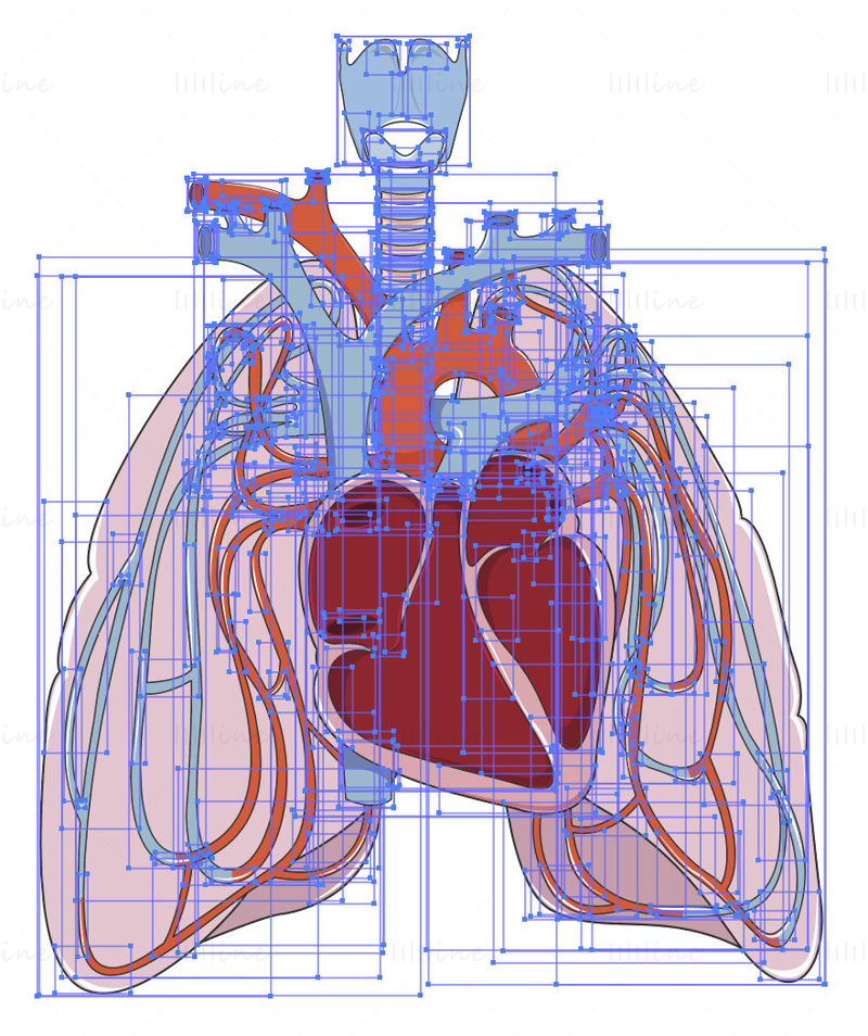 Pulmonary circulation vector