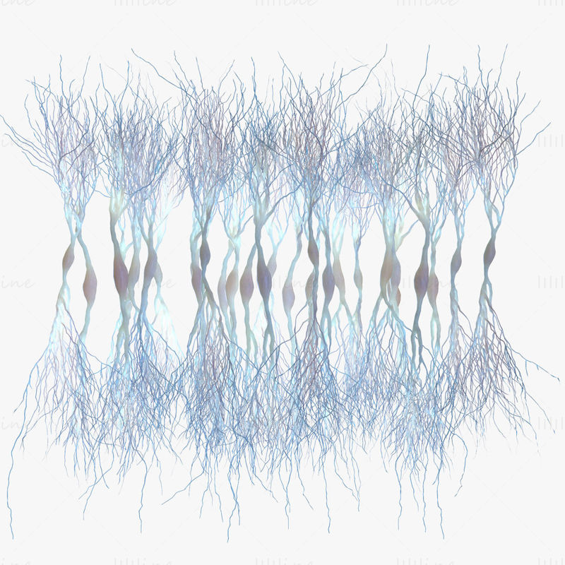 Neurones pyramidaux modèle 3D