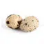 Quail eggs image white background