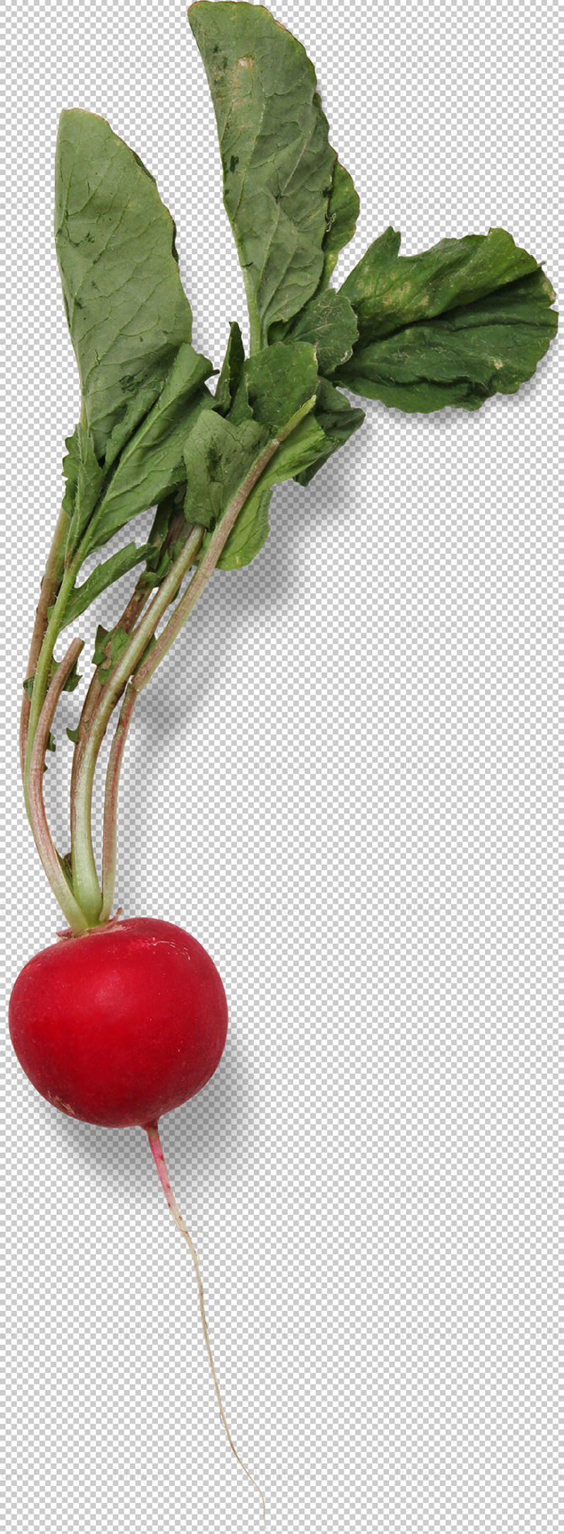 Radish with green leaves png