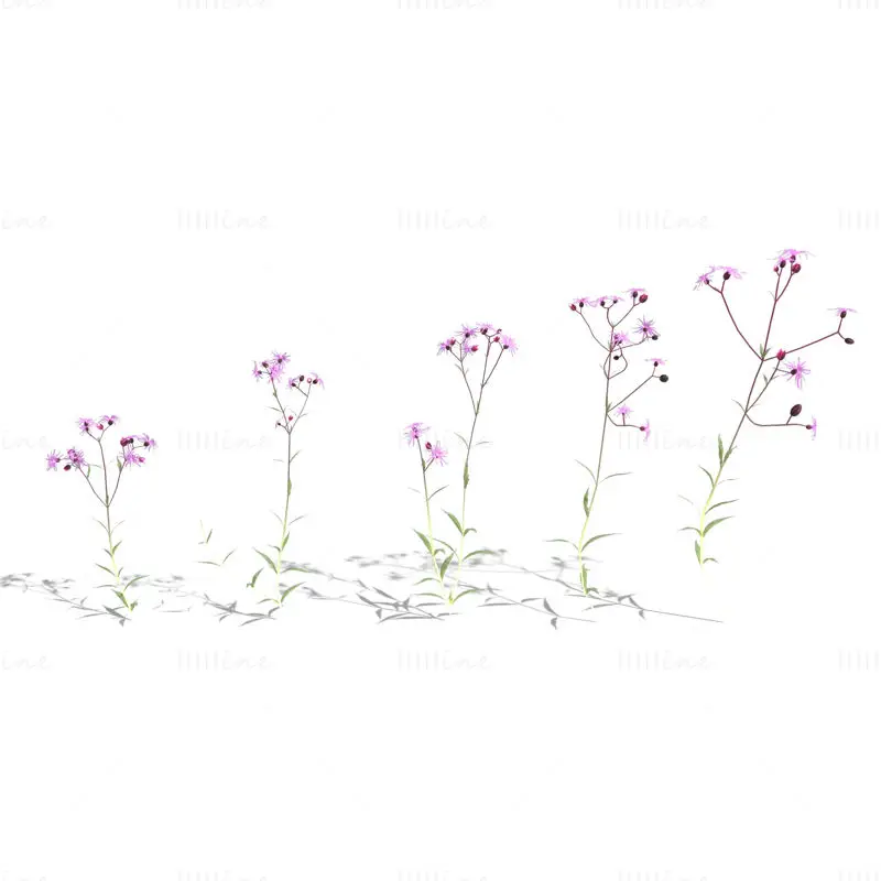 حزمة نماذج زهور روبن الخشنة ثلاثية الأبعاد