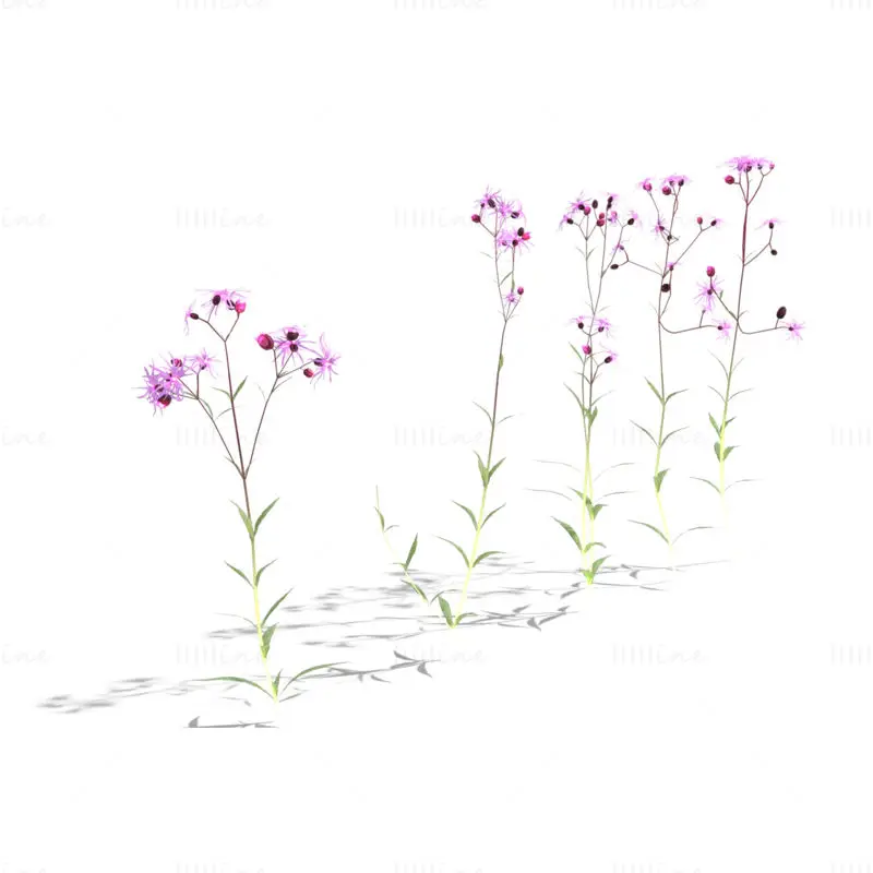 حزمة نماذج زهور روبن الخشنة ثلاثية الأبعاد
