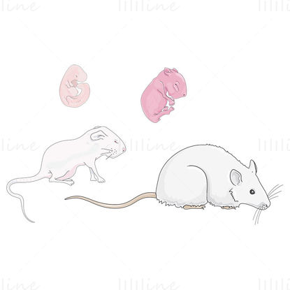 Ilustración de vector de desarrollo de rata