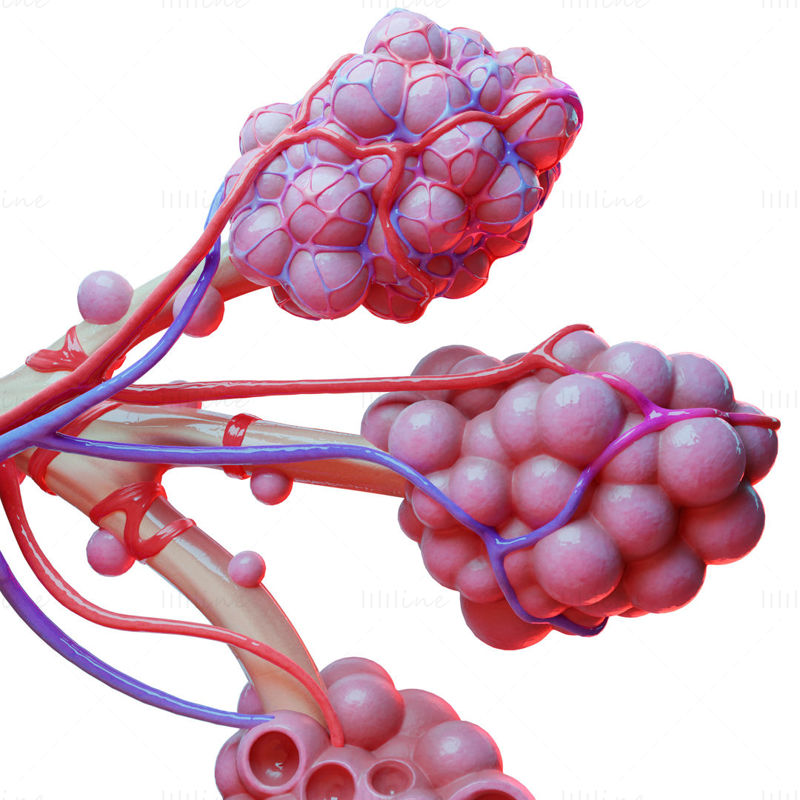 Realistisch 3D-model van de anatomie van de longblaasjes van de menselijke bronchiën