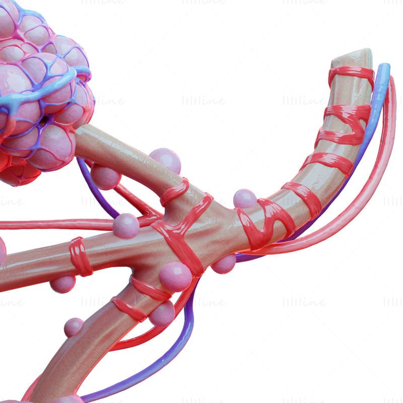 مدل سه بعدی آناتومی آلوئول برونش انسان واقعی