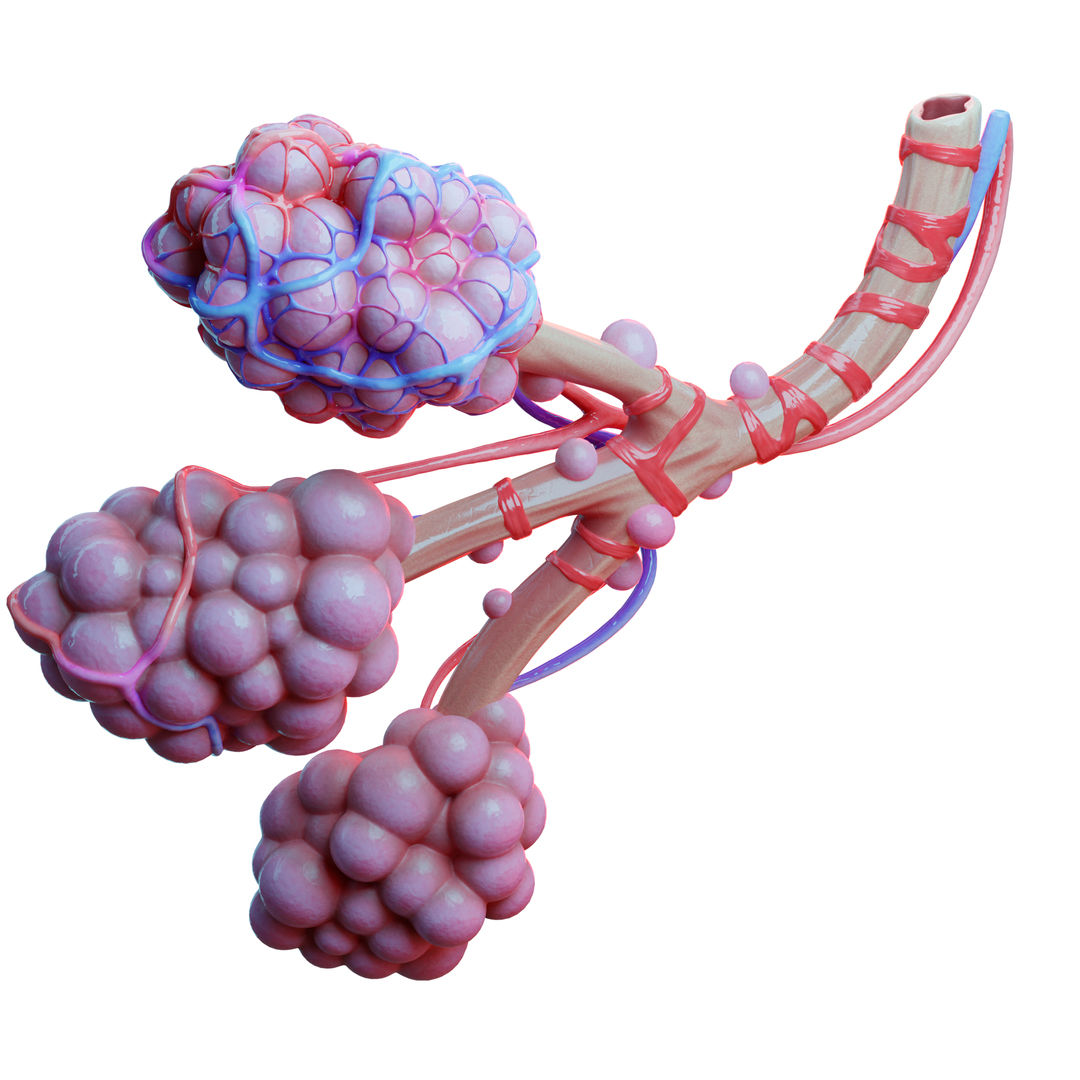 Realistic Human Bronchi Alveoli Anatomy 3D Model