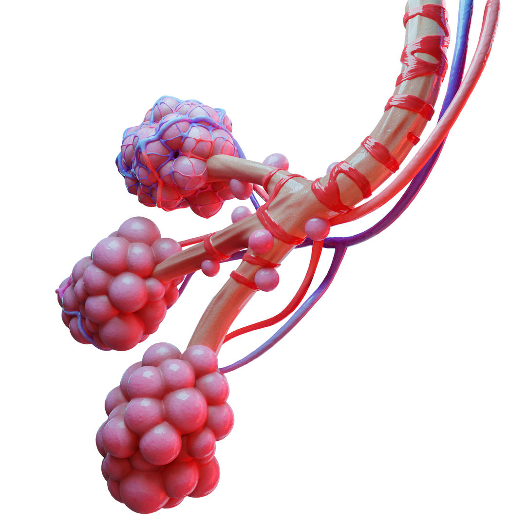 Realistic Human Bronchi Alveoli Anatomy 3D Model