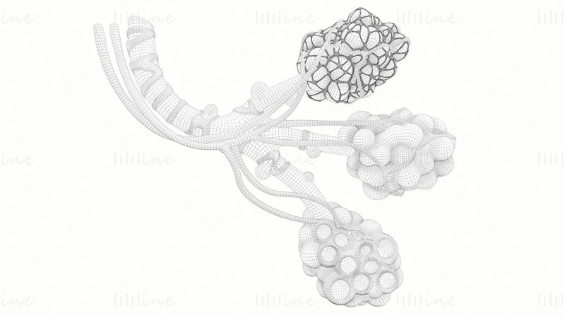 現実的な人間の気管支肺胞の解剖学 3D モデル
