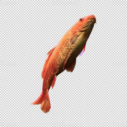 Red carp fish png