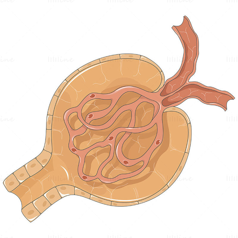 kidney corpuscle vector