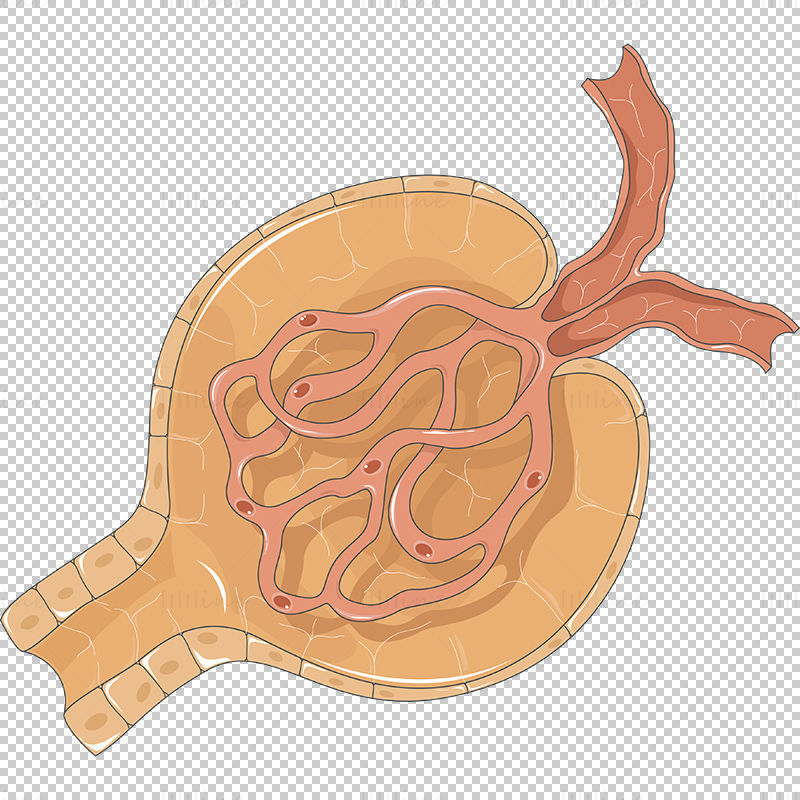 kidney corpuscle vector