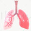 Respiratory System 3D Model with Animation