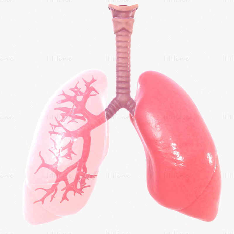 Modelo 3D del sistema respiratorio con animación