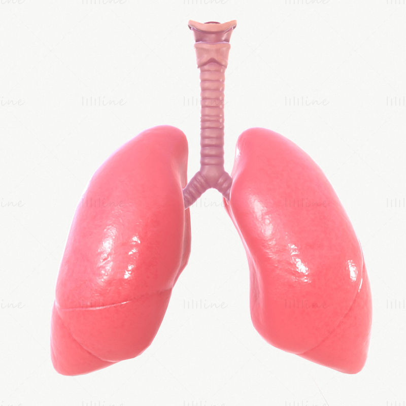 Respiratory System 3D Model with Animation