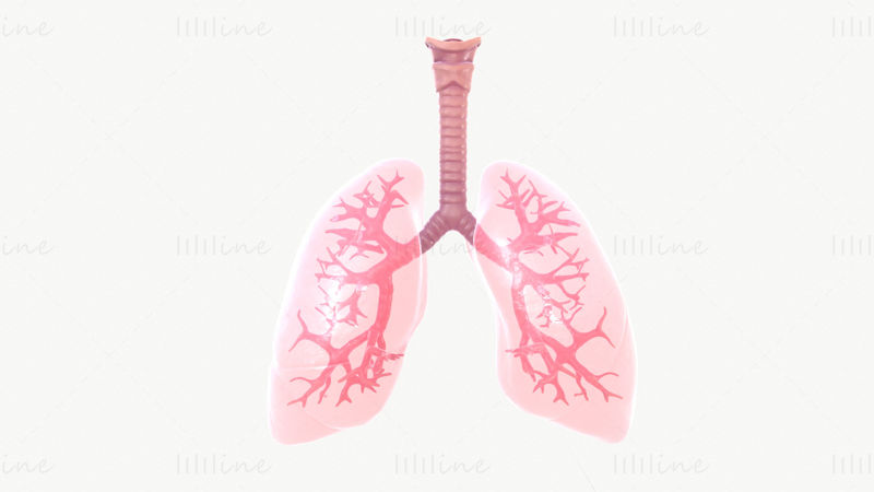 3D model dýchacího systému s animací