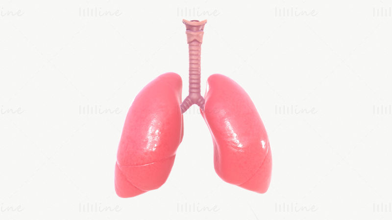 3D-модель дыхательной системы с анимацией
