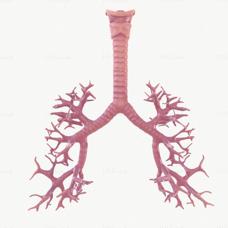 Modello 3D del sistema respiratorio con animazione