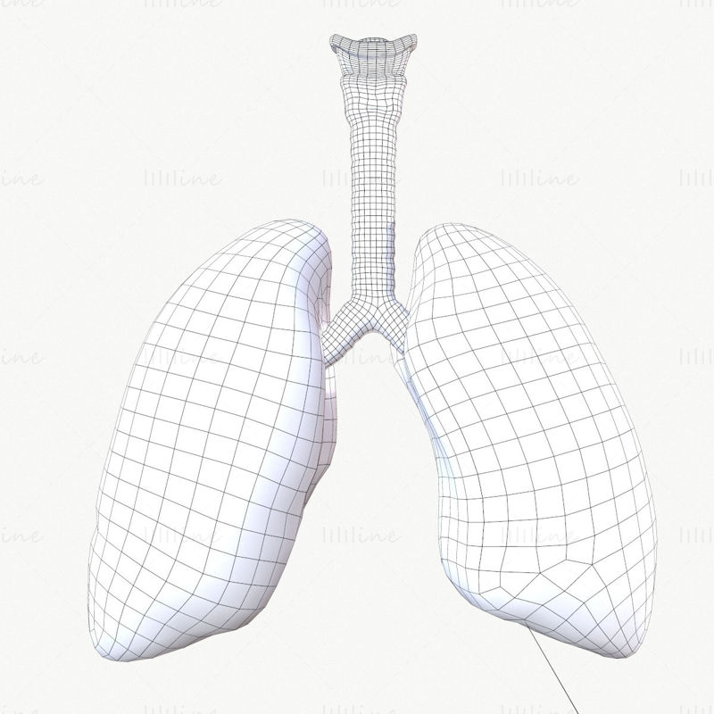 Modello 3D del sistema respiratorio con animazione