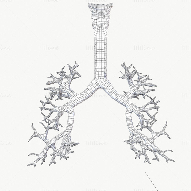 3D model dýchacího systému s animací