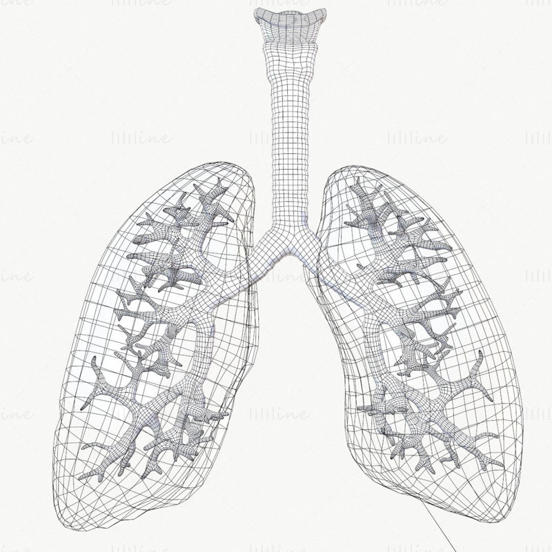 アニメーション付き呼吸器系 3D モデル
