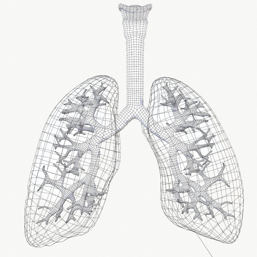Respiratory system 3d model with animation