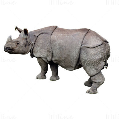 Rhinoceros png