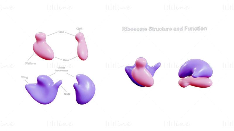 3D-Modell der Ribosomenstruktur und -funktion