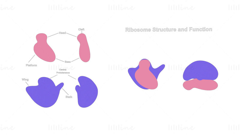 Modelo 3D de estructura y función de ribosomas