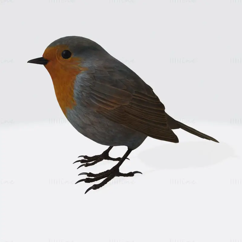 Robin Bird 3D tiskový model