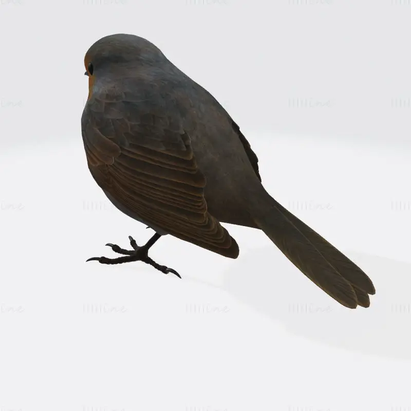 Robin Bird 3D tiskový model