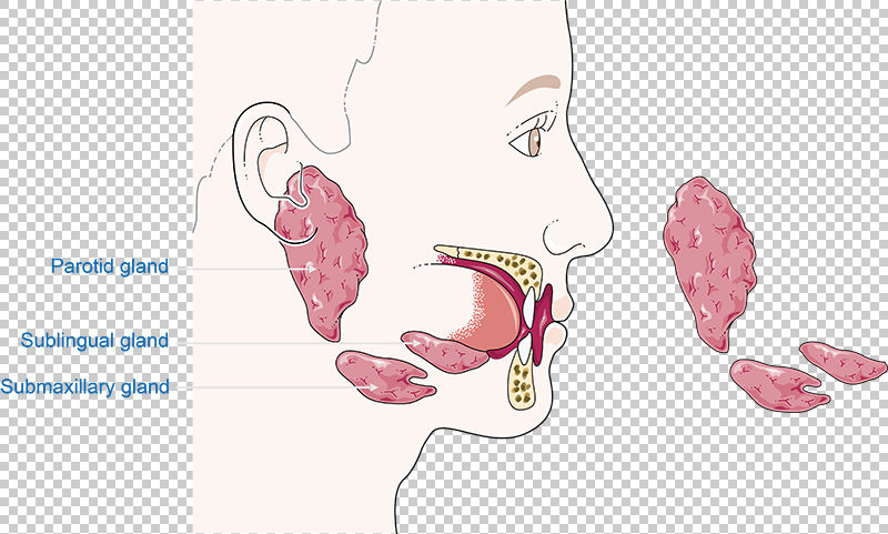 Salivary Glands Vector