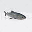 Salmon Fish Animal 3D Printing Model