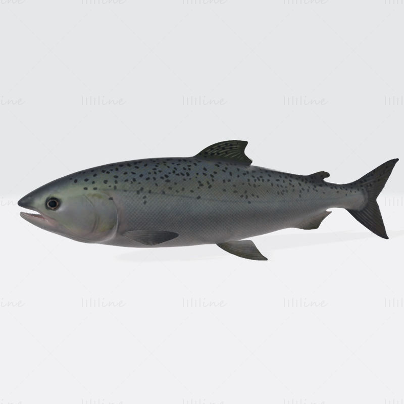 Lachsfisch-Tier-3D-Druckmodell