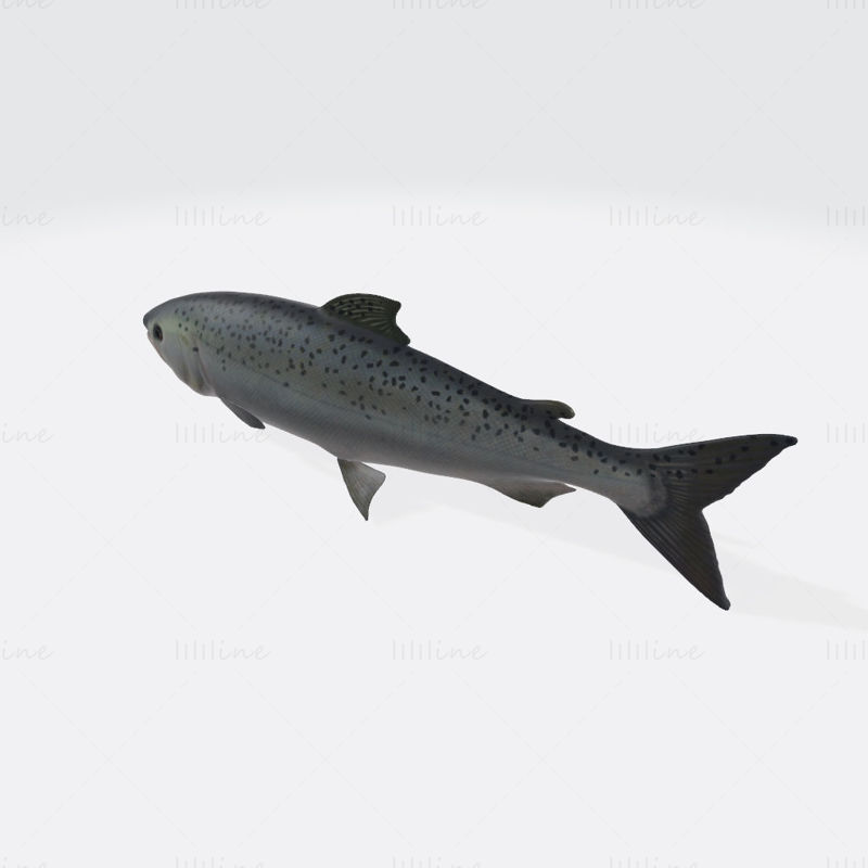 Salmon Fish Animal 3D Printing Model
