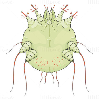 Sarcoptes scabiei (Schurft) vector wetenschappelijke illustratie