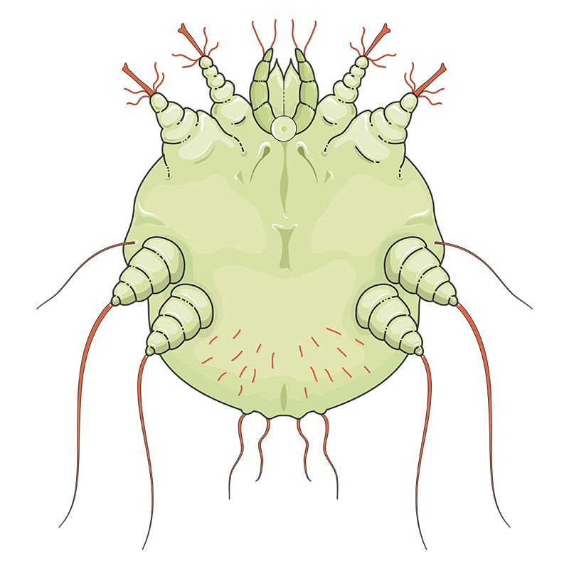 Sarcoptes Scabiei Scabies Vector Scientific Illustration