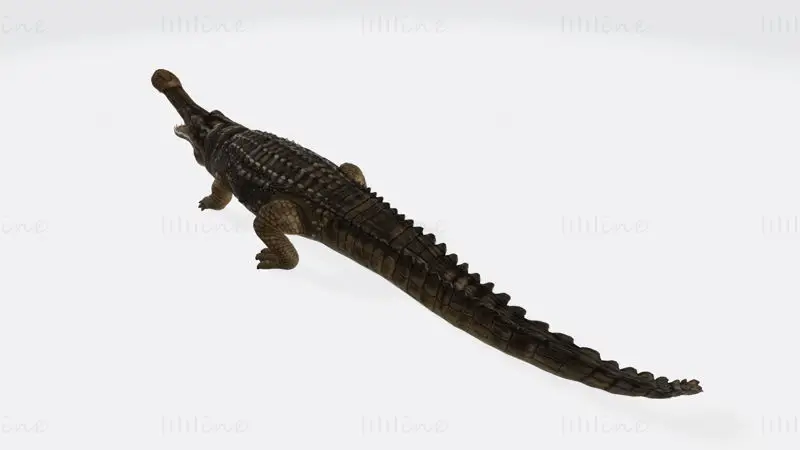 Sarcosuchus 3D nyomtatási modell